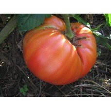 Tomato seeds Australian 15 pcs