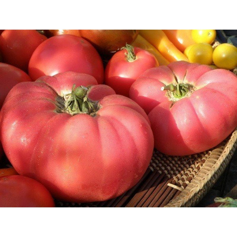 Tomato seeds Brandy Vine pink 30 seeds