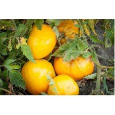 Tomato seeds Your Majesty 15 seeds