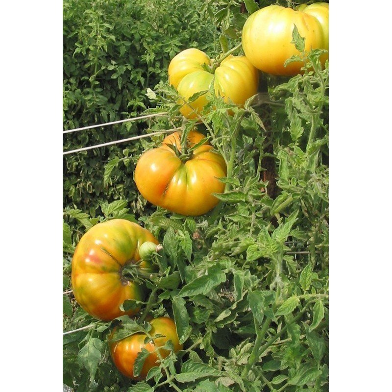 Tomato seeds Hawaiian pineapple 30 us