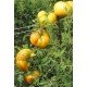 Tomato seeds Hawaiian pineapple 30 us
