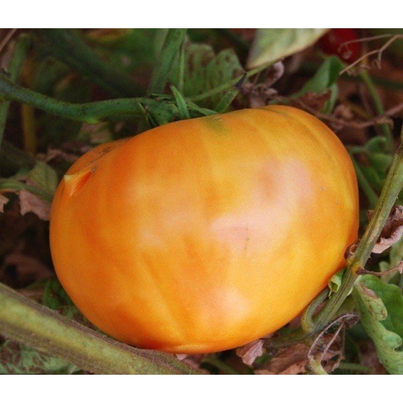 Tomato seeds Hawaiian pineapple 30 us