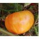 Tomato seeds Hawaiian pineapple 30 us