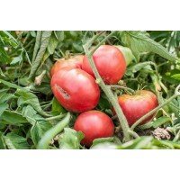 Насіння томату Гігант ранній 30 насінин