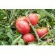 Tomato seeds Giant early 30 seeds