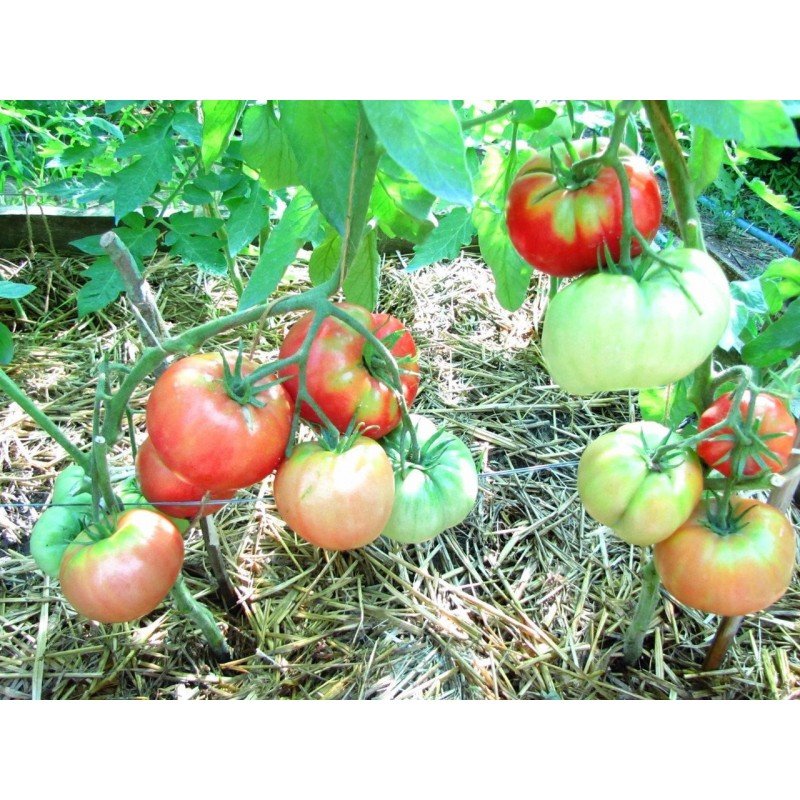 Tomato seeds Giant early 30 seeds