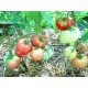Tomato seeds Giant early 30 seeds