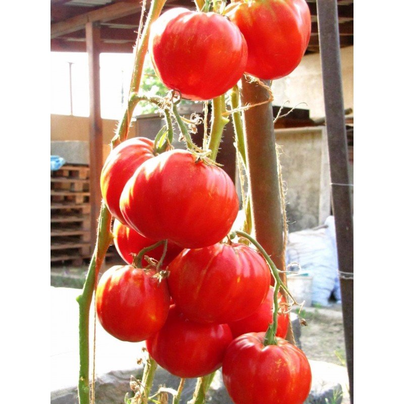 Tomato seeds Giant Zenta Semi 15 seeds
