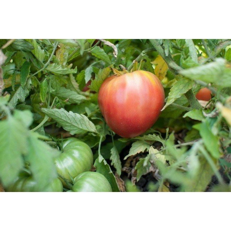 Tomato seeds Giant Zenta Semi 15 seeds