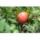 Tomato seeds Giant Zenta Semi 15 seeds