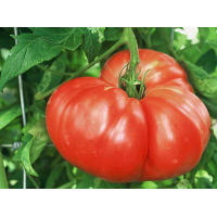 Amish Tomato Seeds 15 us
