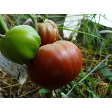 Tomato seeds Lilac Lake 15 seeds