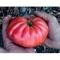 Tomato seeds Jazz pink 15 pcs