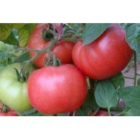 Tomato seeds Boyarinya 30 pcs