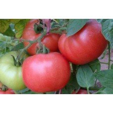 Tomato seeds Boyarinya 30 pcs