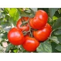 Tomato seeds King of Early 30 seeds