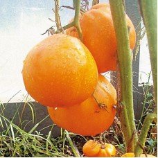Tomato seeds Honey Spas 30 seeds