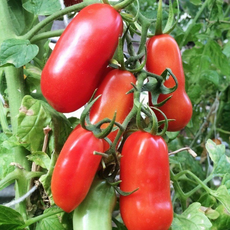 Насіння томату Французький гроновий 30 насінин