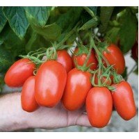 Tomato seeds Baskak 15 pcs