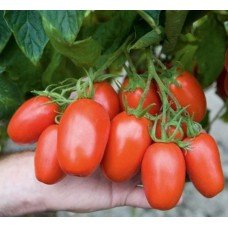 Tomato seeds Baskak 15 pcs