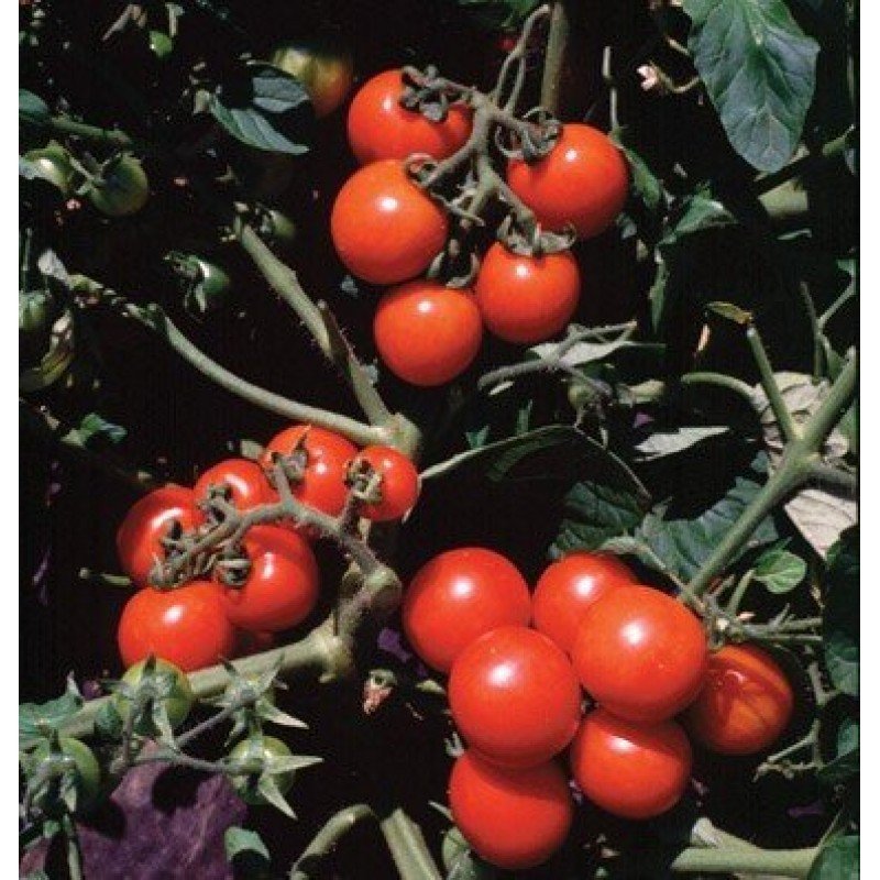 Washington tomato seeds 30 us