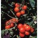 Washington tomato seeds 30 us