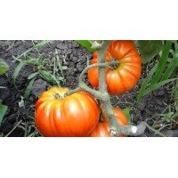 Tomato seeds Gallon 30 pcs
