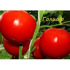 Goliath tomato seeds 30 pcs