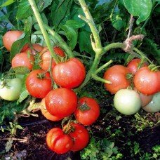 Насіння томату Загадка (Молдова) 30 нас