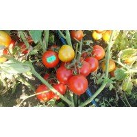 Tomato seeds Kobzar 30 pcs