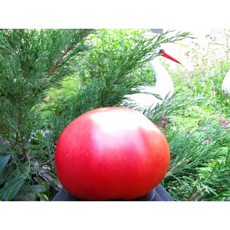 Tomato seeds Wine Bulgarian Giant 30 us