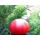 Tomato seeds Wine Bulgarian Giant 30 us