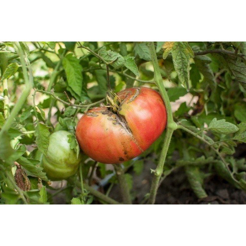 Tomato seeds Wine Bulgarian Giant 30 us