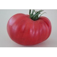 Насіння томату Гігант Болгарії 15 шт
