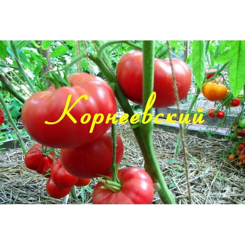 Tomato seeds Kornievsky 30 pcs