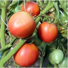 Tomato seeds Raspberry Ozharyvsky 30 seeds