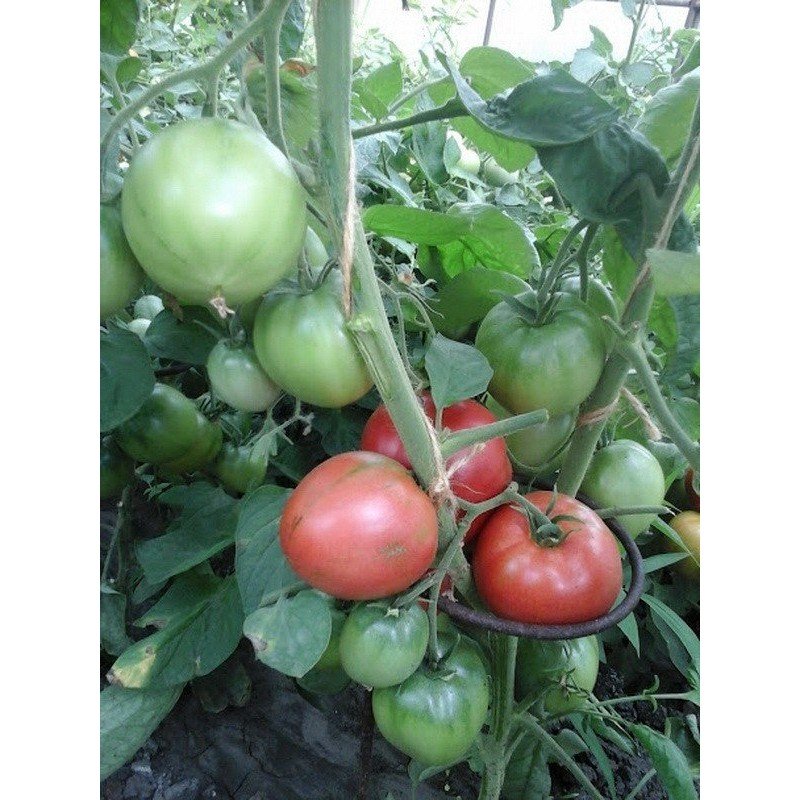 Насіння томату Малиновий ожарівський 30 нас