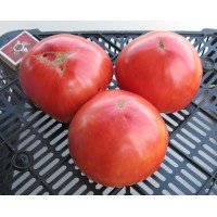 Насіння томату Містер Андервуд 30 нас