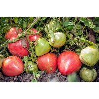 Насіння томату Мілорд 15 насінин