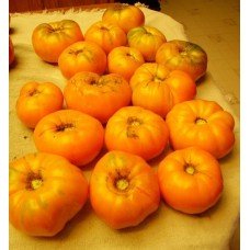 Tomato seeds Dr. Viche 30 pcs