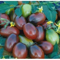 Насіння томату Чорний мавр 30 нас