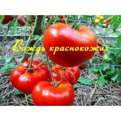 Насіння томату Вождь червоношкірих 30 нас