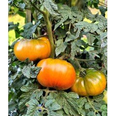 Dwarf Maralinga (Dwarf Maralinga) 10 seeds