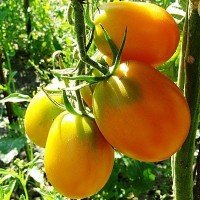 Tomato seeds De-barao yellow 30 us