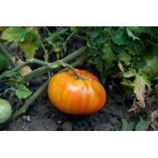 Tomato seeds Pineapple 30 us