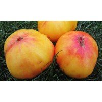 Насіння томату Насіння від Лазарєвих Бурракерскі улюбленці 0,1 гр (15-30 насінин)