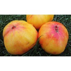 Tomato seeds Seeds from Lazarev Burrakerskiy favorites 0.1 g (15-30 seeds)