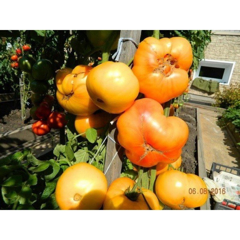 Насіння томату Насіння від Лазарєвих Бурракерскі улюбленці 0,1 гр (15-30 насінин)