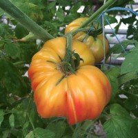 Насіння томату Насіння від Лазарєвих Бабусі Віней 0,1 гр (15-30 насінин)