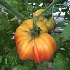 Tomato seeds Seeds from the Lazarevs Grandma Vinay 0.1 g (15-30 seeds)